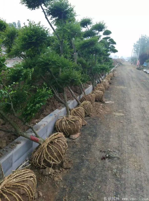 小葉女貞造型樹(shù)圖片基地實(shí)拍