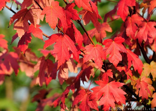 美國紅楓圖片美國紅楓基地實拍