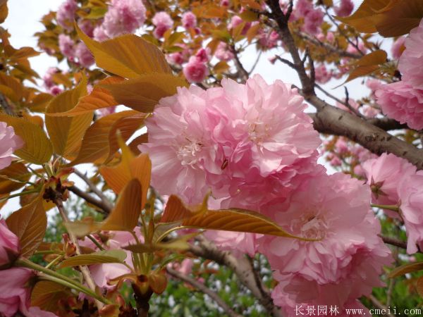 櫻花樹圖片基地實拍