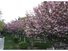 胸徑6公分櫻花哪里有賣的？