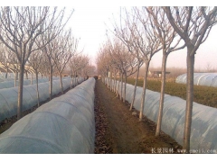櫻花多少錢一棵？