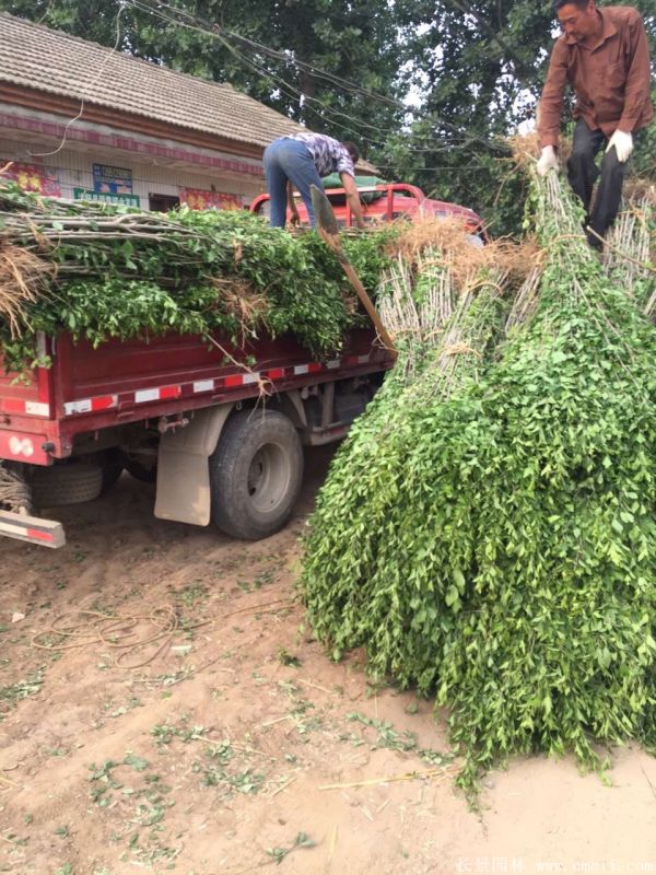 大花木槿小苗圖片基地實拍