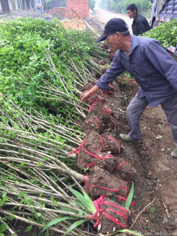 大花木槿小苗圖片基地實(shí)拍