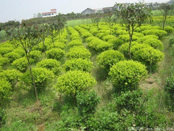 金葉女貞球圖片基地實(shí)拍