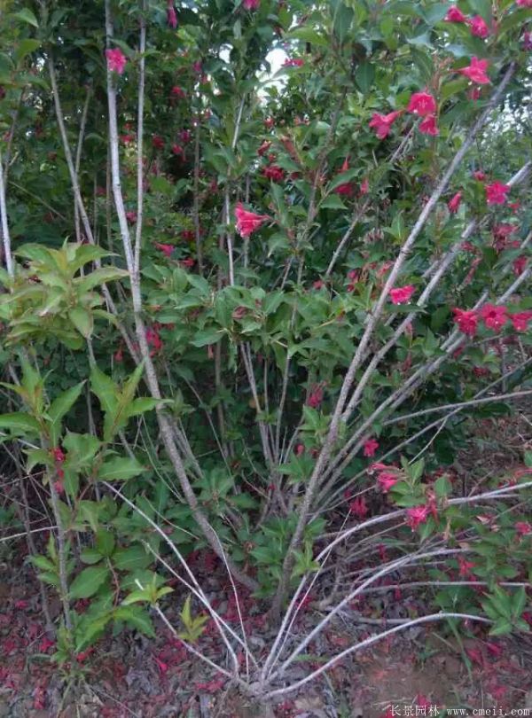 紅王子錦帶圖片基地實拍