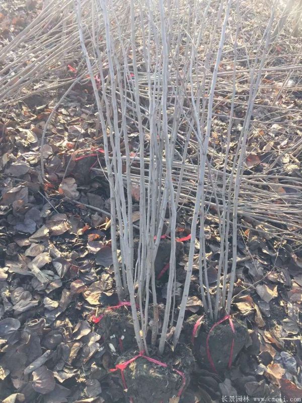 叢生紫荊樹圖片基地實拍