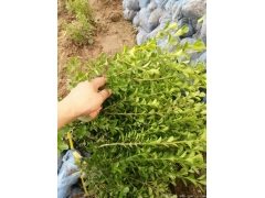 30公分40公分50公分小葉黃楊價格多少錢一棵？