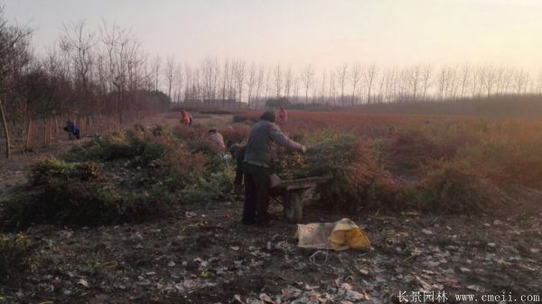 火棘苗圖片基地實拍