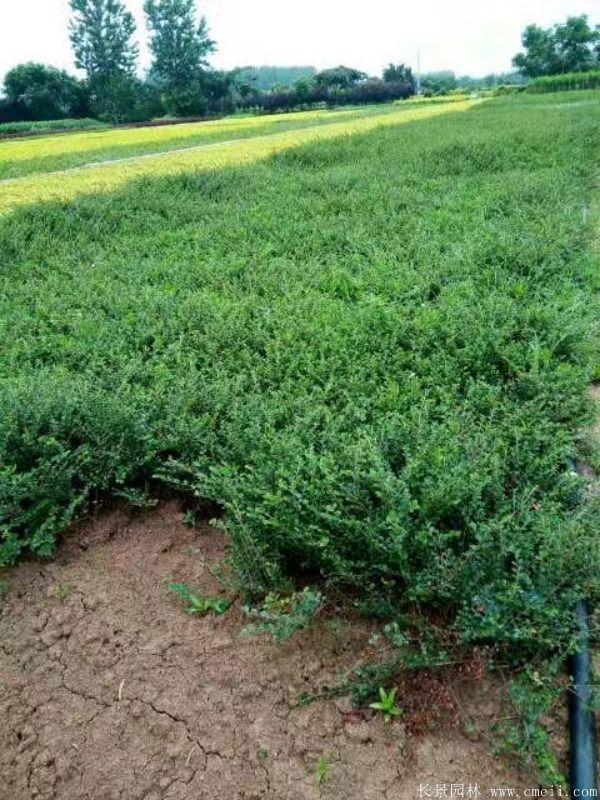 平枝荀子圖片基地實拍