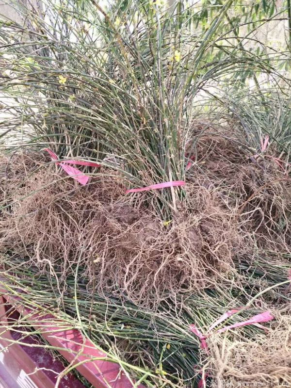 迎春花圖片基地實(shí)拍