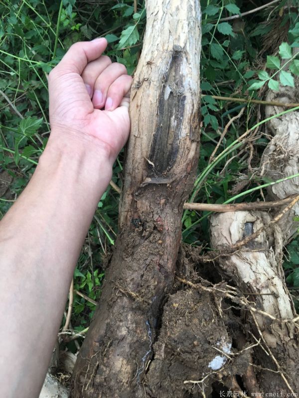 凌霄花苗圖片基地實拍