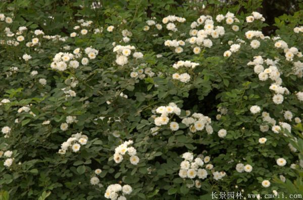 薔薇苗圖片基地實拍 薔薇苗圖片基地實拍