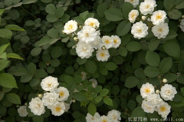 薔薇苗圖片基地實拍 薔薇苗圖片基地實拍