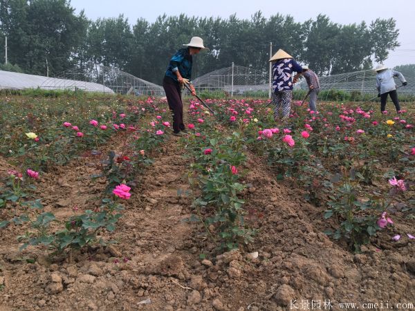 月季花圖片基地實(shí)拍