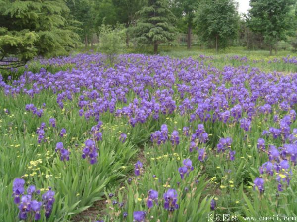 藍花鳶尾基地實拍圖片