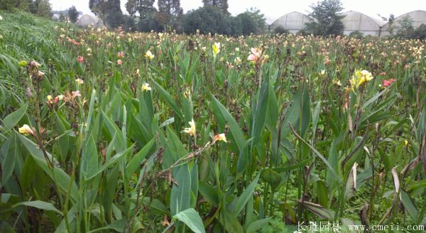 大花美人蕉基地實拍圖片