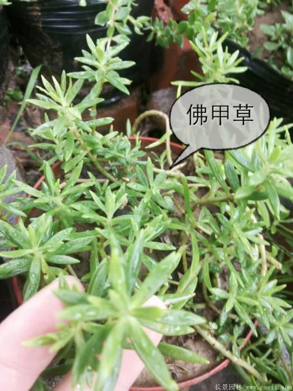 佛甲草基地實拍圖片 佛甲草基地實拍圖片
