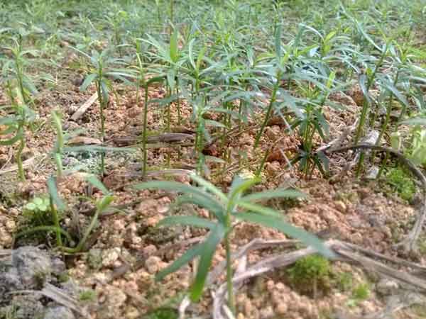 紅豆杉種子發(fā)芽圖片