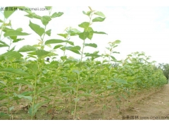 櫻花苗價格哪家比較低？
