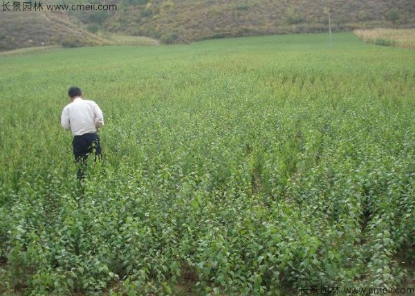 杏樹種子發(fā)芽出苗圖片