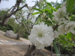 全國(guó)這里櫻花樹苗價(jià)格很低，不怕你比較