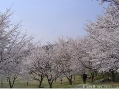櫻花樹苗8_10公分價(jià)格近日來(lái)有所上漲，入手要快