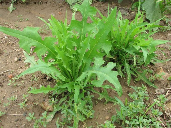 苦荬菜種子發(fā)芽出苗圖片