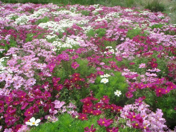 波斯菊種子發(fā)芽出苗開花圖片