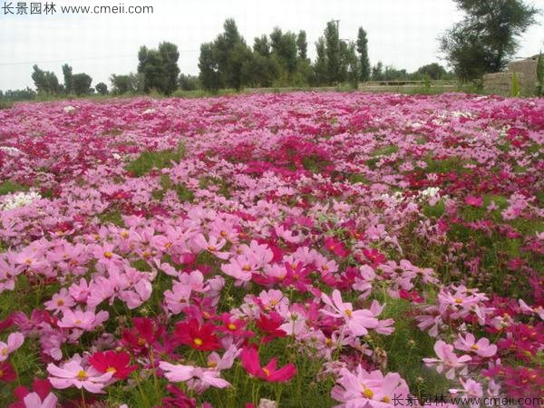 波斯菊種子發(fā)芽出苗開花圖片