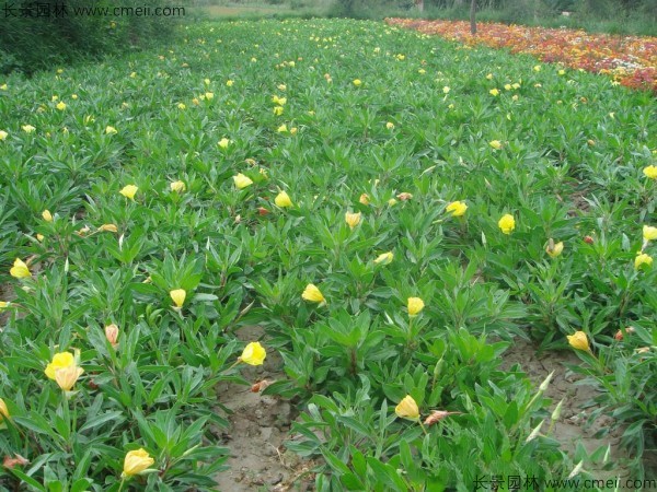 夜來(lái)香種子發(fā)芽出苗開花圖片