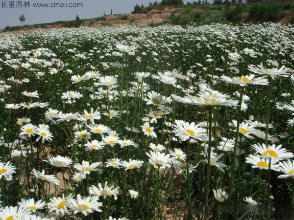 大濱菊種子發(fā)芽出苗開花圖片