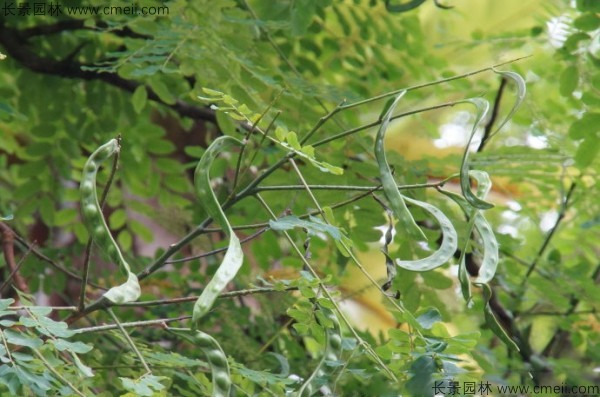 紅豆樹(shù)開(kāi)花圖片