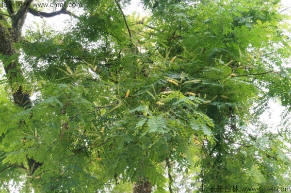 紅豆樹(shù)開(kāi)花圖片