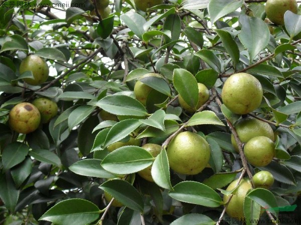 油茶種子發(fā)芽出苗圖片