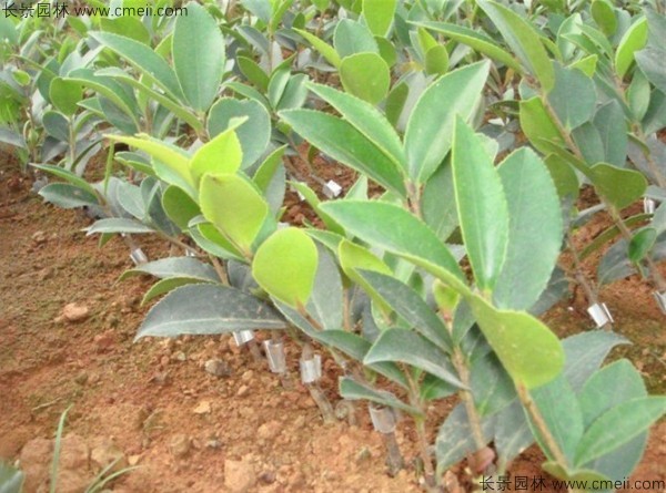 油茶種子發(fā)芽出苗圖片