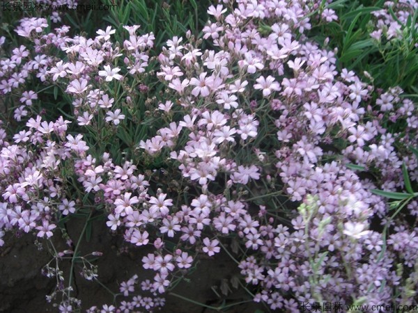 滿(mǎn)天星植物開(kāi)花圖片