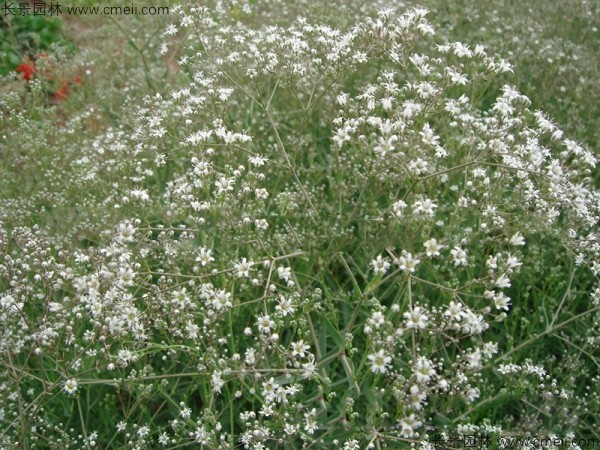 滿(mǎn)天星植物開(kāi)花圖片