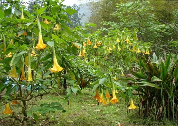 曼陀羅種子發(fā)芽出苗開花圖片