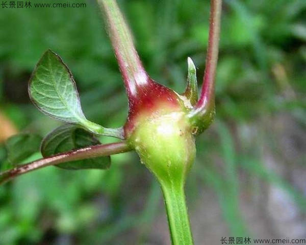 牛膝種子發(fā)芽出苗圖片