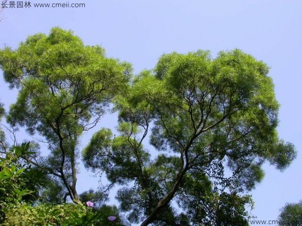 臺(tái)灣相思樹開花圖片