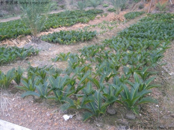 鐵樹種子發(fā)芽出苗圖片