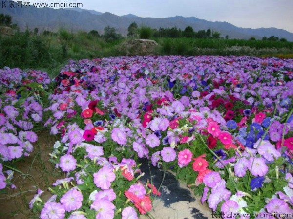 野花組合開花圖片