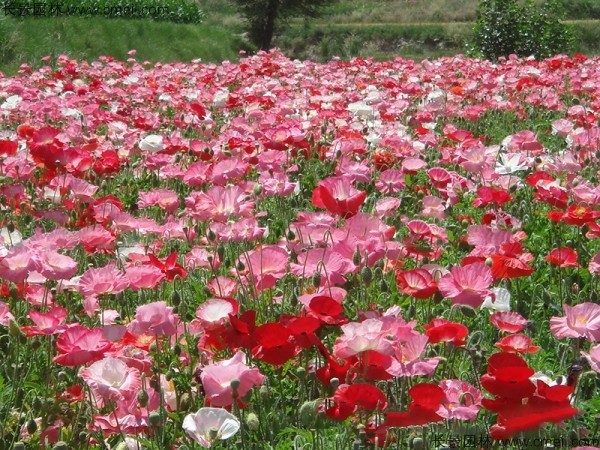 虞美人開(kāi)花圖片花海