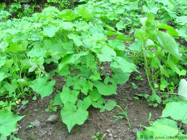 甜蕎麥種子發(fā)芽出苗圖片