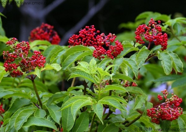 接骨木種子發(fā)芽出苗圖片