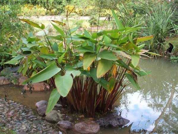 再力花開(kāi)花圖片