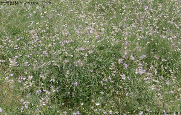 遠(yuǎn)志種子發(fā)芽出苗開花圖片