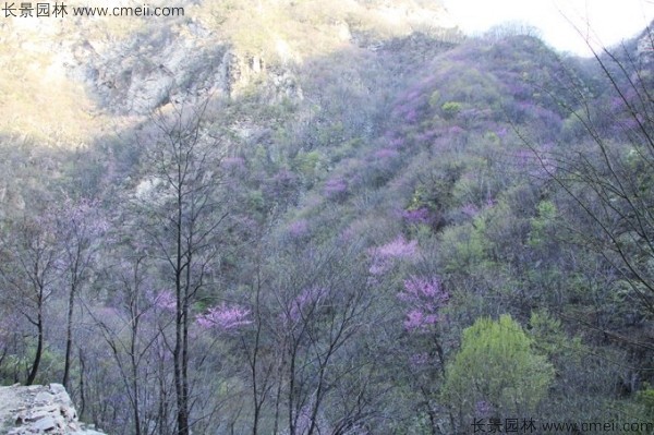 巨紫荊種子發(fā)芽出苗開花圖片