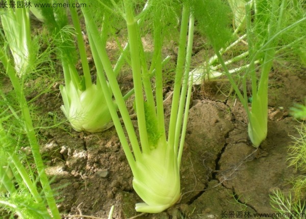 茴香種子發(fā)芽出苗圖片