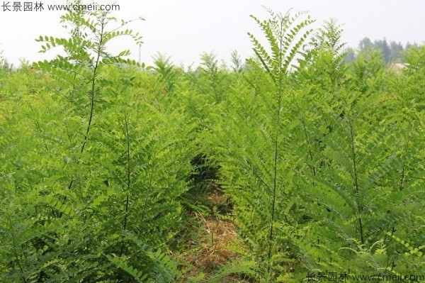 國(guó)槐種子發(fā)芽出苗圖片